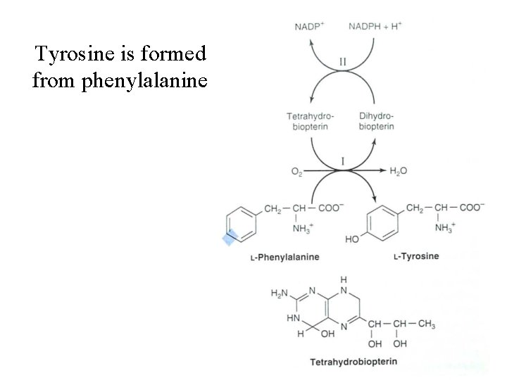 Tyrosine is formed from phenylalanine 