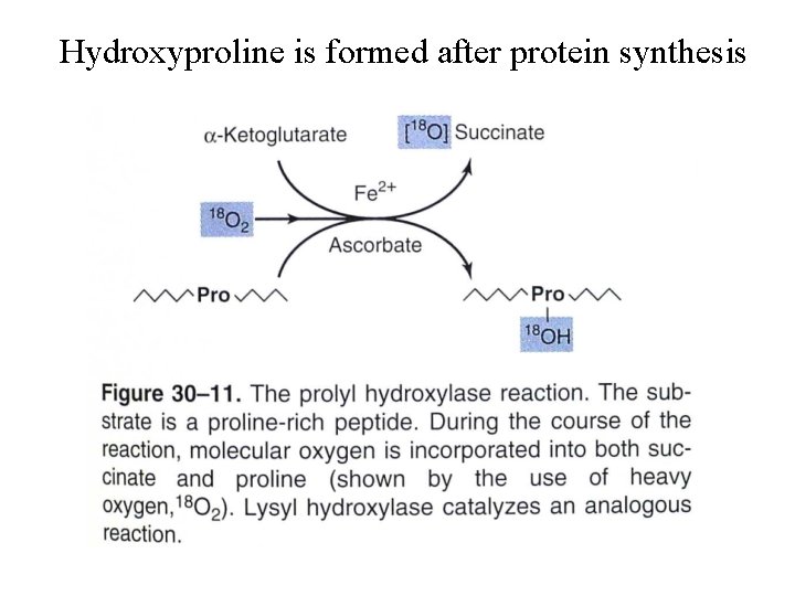 Hydroxyproline is formed after protein synthesis 