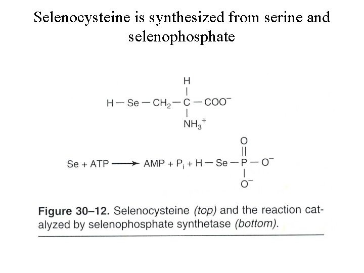 Selenocysteine is synthesized from serine and selenophosphate 
