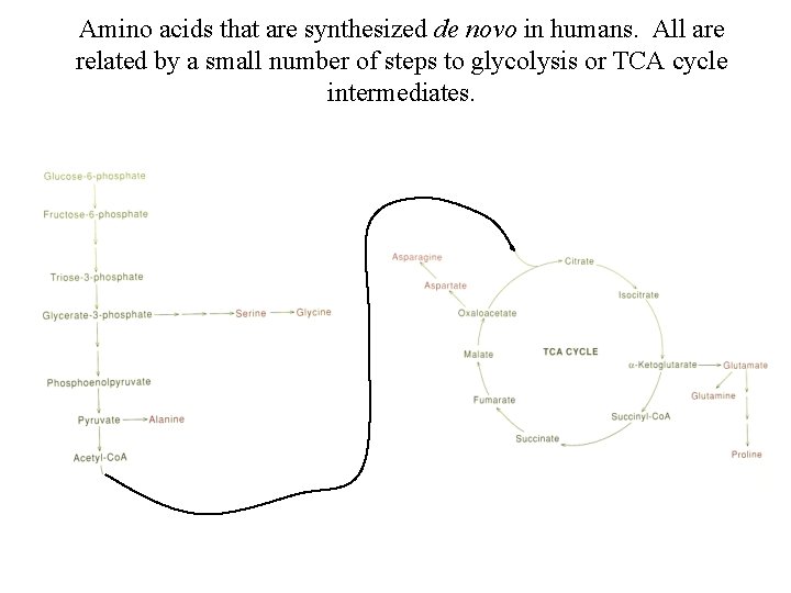 Amino acids that are synthesized de novo in humans. All are related by a