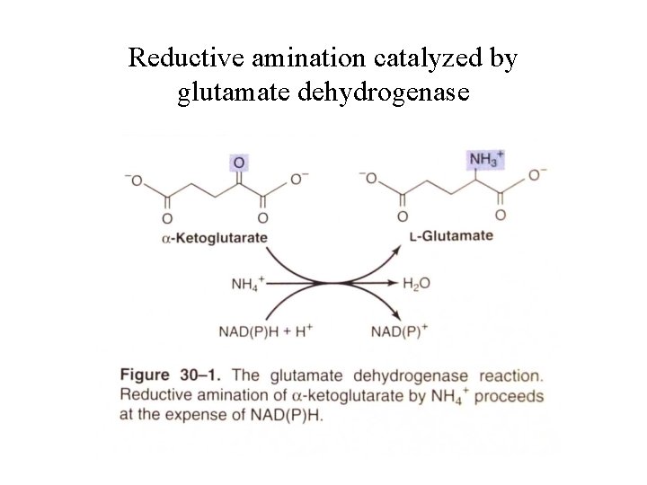 Reductive amination catalyzed by glutamate dehydrogenase 