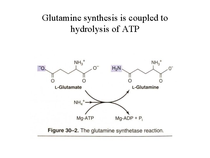 Glutamine synthesis is coupled to hydrolysis of ATP 