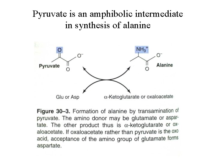Pyruvate is an amphibolic intermediate in synthesis of alanine 