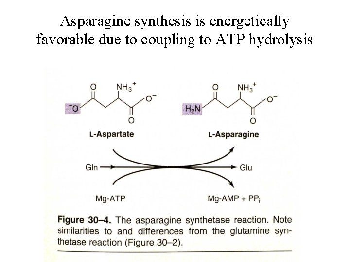 Asparagine synthesis is energetically favorable due to coupling to ATP hydrolysis 