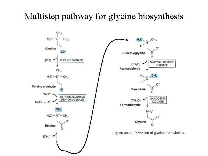 Multistep pathway for glycine biosynthesis 