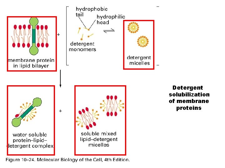 Detergent solubilization of membrane proteins 
