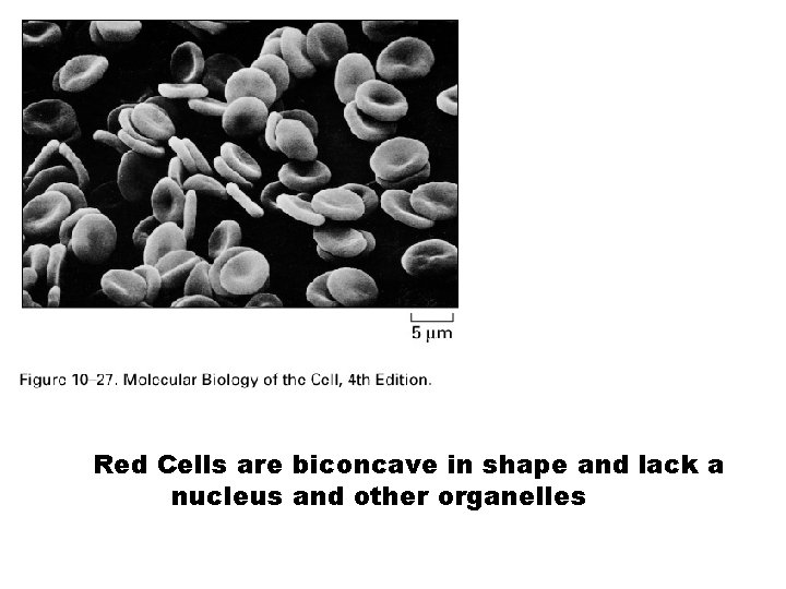 Red Cells are biconcave in shape and lack a nucleus and other organelles 