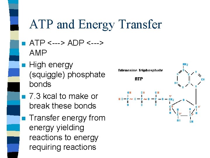 ATP and Energy Transfer n n ATP <---> ADP <---> AMP High energy (squiggle)