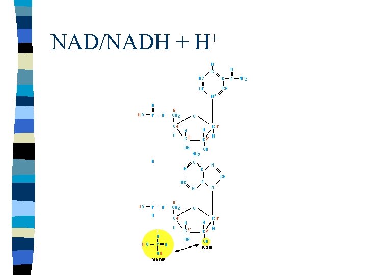 NAD/NADH + + H 