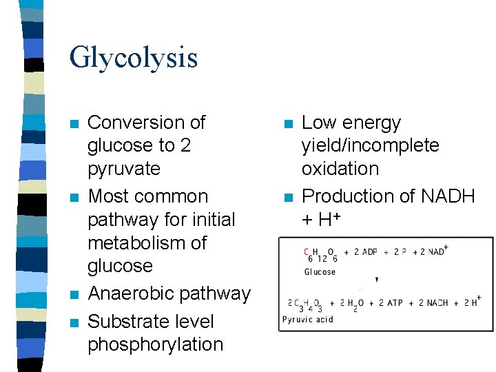 Glycolysis n n Conversion of glucose to 2 pyruvate Most common pathway for initial