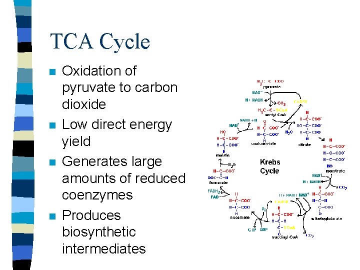 TCA Cycle n n Oxidation of pyruvate to carbon dioxide Low direct energy yield