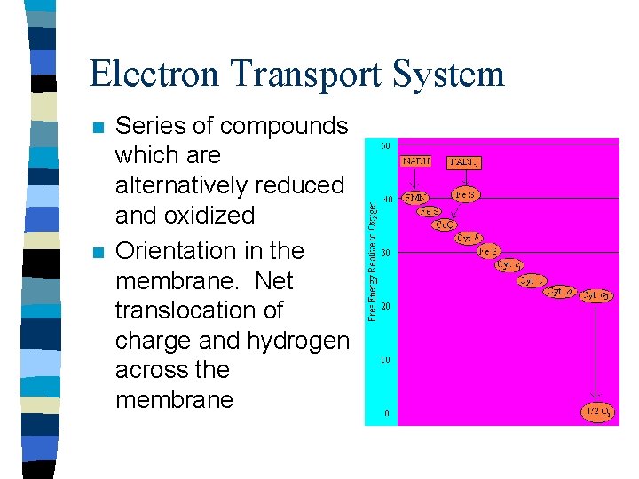 Electron Transport System n n Series of compounds which are alternatively reduced and oxidized