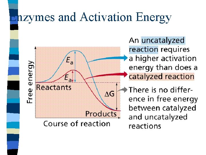 Enzymes and Activation Energy 