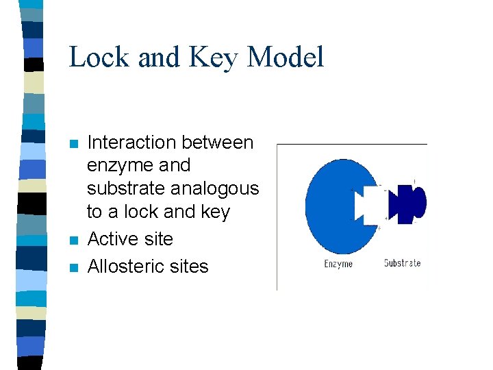 Lock and Key Model n n n Interaction between enzyme and substrate analogous to