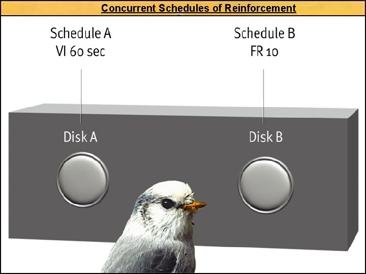 Concurrent Schedules of Reinforcement 