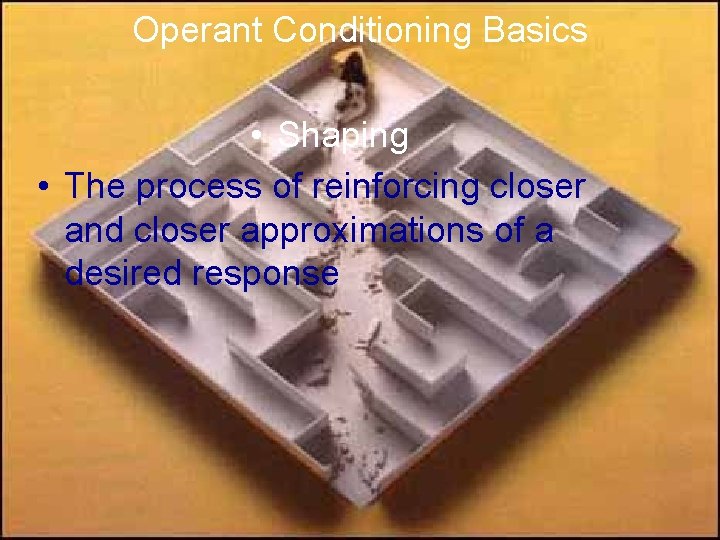 Operant Conditioning Basics • Shaping • The process of reinforcing closer and closer approximations