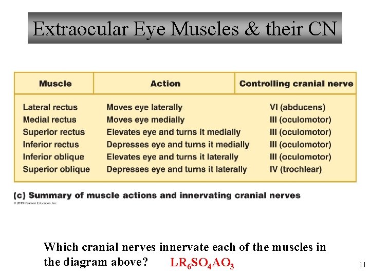 Extraocular Eye Muscles & their CN Which cranial nerves innervate each of the muscles