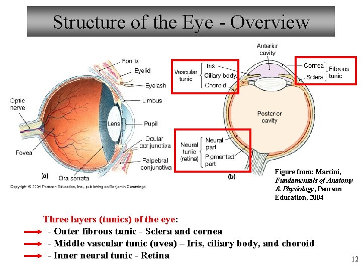 Structure of the Eye - Overview Figure from: Martini, Fundamentals of Anatomy & Physiology,