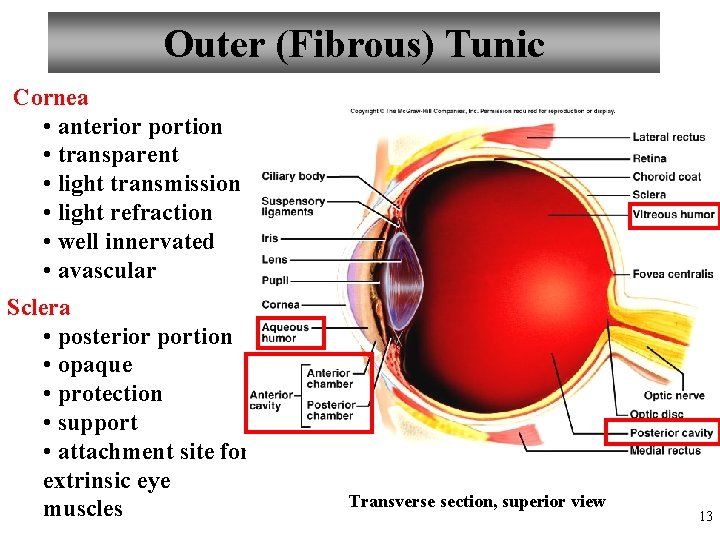 Outer (Fibrous) Tunic Cornea • anterior portion • transparent • light transmission • light