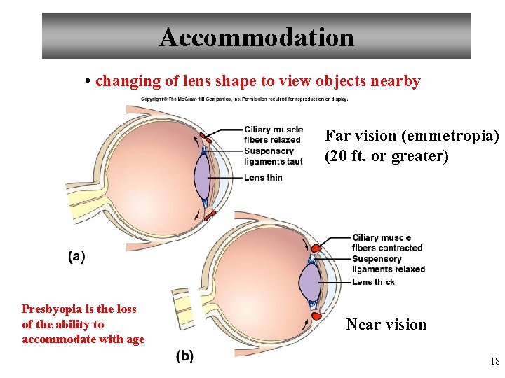 Accommodation • changing of lens shape to view objects nearby Far vision (emmetropia) (20