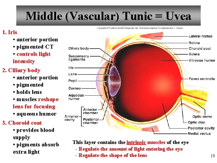 Middle (Vascular) Tunic = Uvea 1. Iris • anterior portion • pigmented CT •