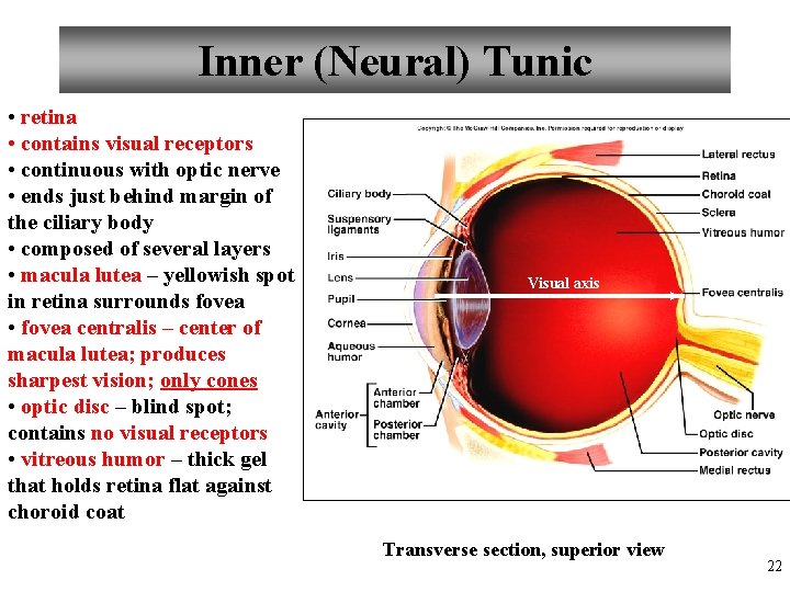 Inner (Neural) Tunic • retina • contains visual receptors • continuous with optic nerve