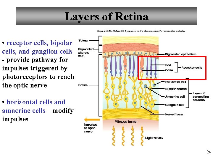 Layers of Retina • receptor cells, bipolar cells, and ganglion cells - provide pathway