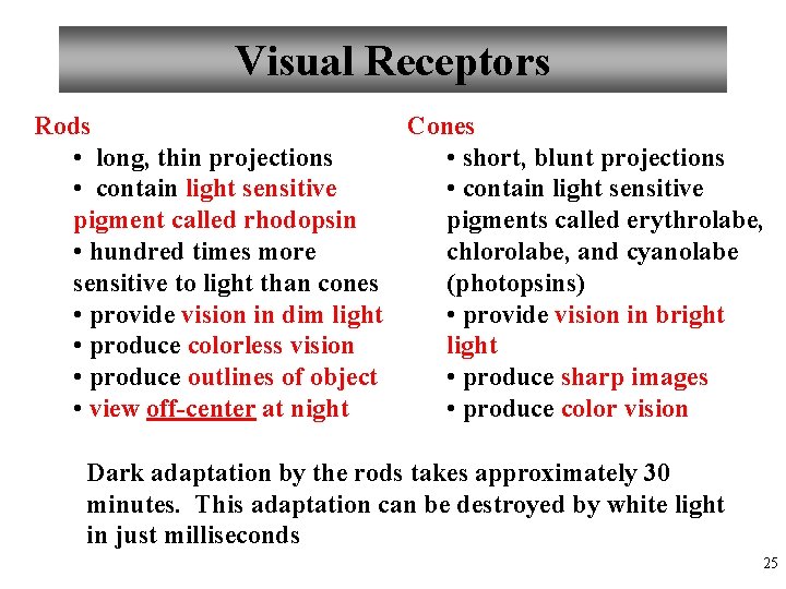 Visual Receptors Rods Cones • long, thin projections • short, blunt projections • contain