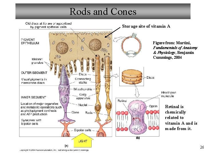 Rods and Cones Storage site of vitamin A Figure from: Martini, Fundamentals of Anatomy