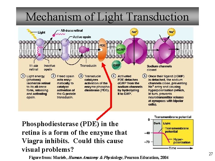 Mechanism of Light Transduction Phosphodiesterase (PDE) in the retina is a form of the