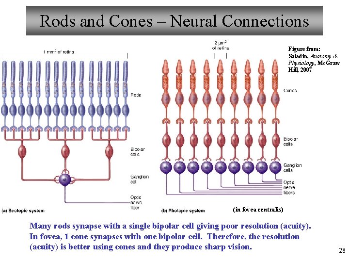 Rods and Cones – Neural Connections Figure from: Saladin, Anatomy & Physiology, Mc. Graw