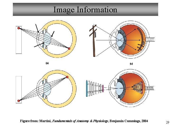 Image Information Figure from: Martini, Fundamentals of Anatomy & Physiology, Benjamin Cummings, 2004 29