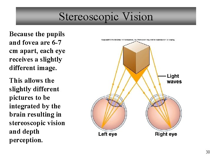 Stereoscopic Vision Because the pupils and fovea are 6 -7 cm apart, each eye