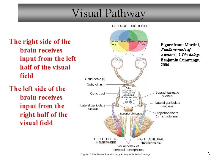 Visual Pathway The right side of the brain receives input from the left half