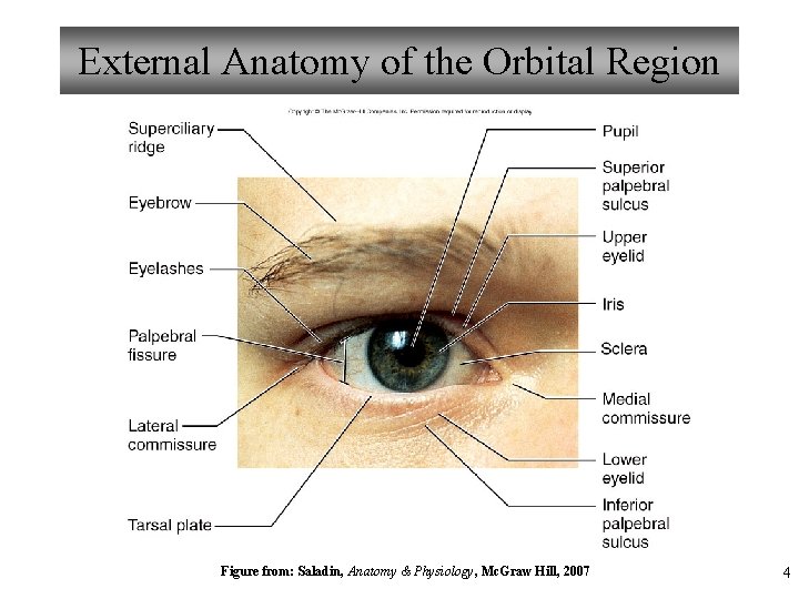 External Anatomy of the Orbital Region Figure from: Saladin, Anatomy & Physiology, Mc. Graw