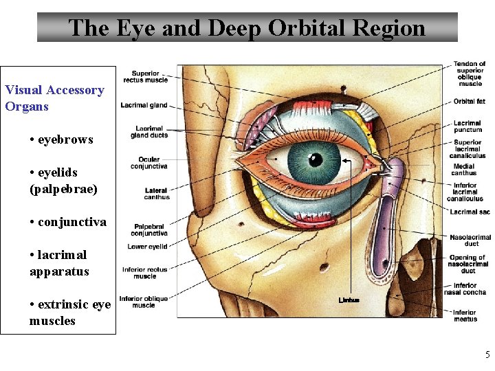 The Eye and Deep Orbital Region Visual Accessory Organs • eyebrows • eyelids (palpebrae)