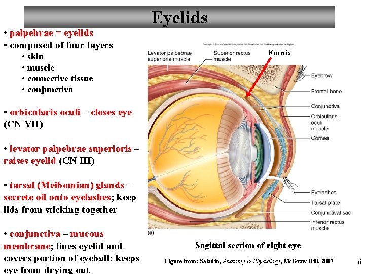  • palpebrae = eyelids • composed of four layers • skin • muscle