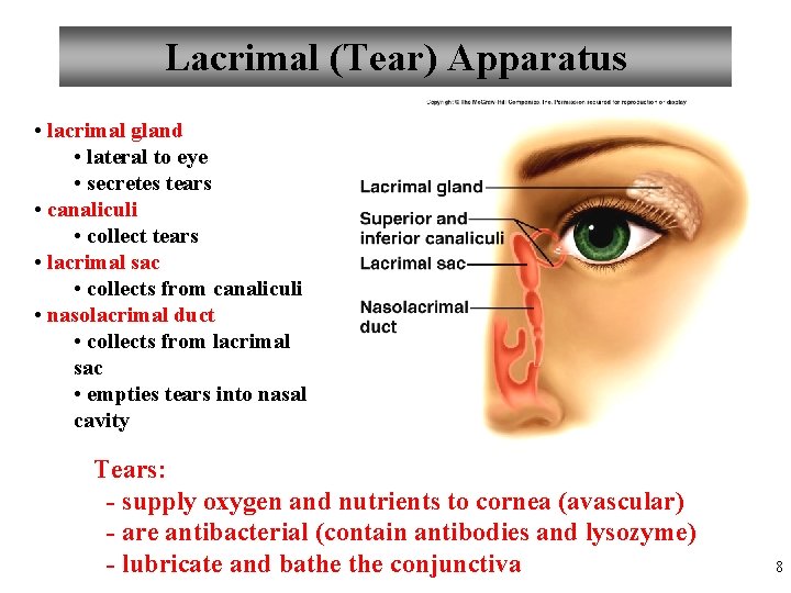 Lacrimal (Tear) Apparatus • lacrimal gland • lateral to eye • secretes tears •
