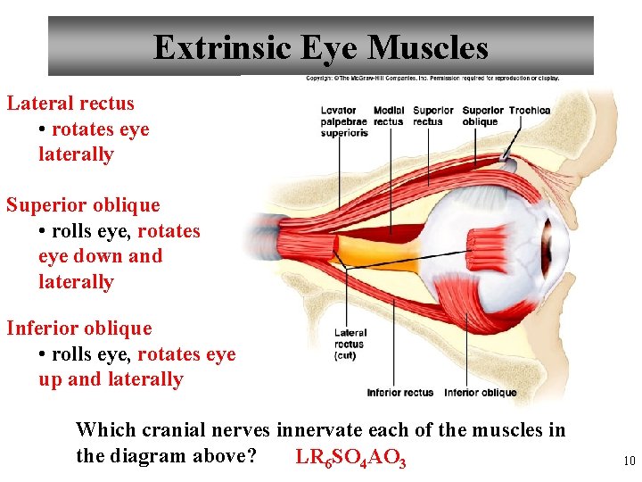 Extrinsic Eye Muscles Lateral rectus • rotates eye laterally Superior oblique • rolls eye,