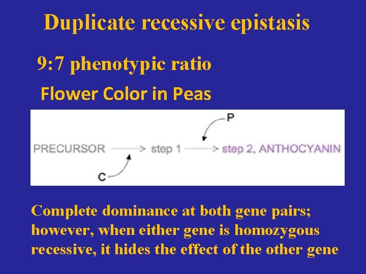 Duplicate recessive epistasis 9: 7 phenotypic ratio Flower Color in Peas Complete dominance at
