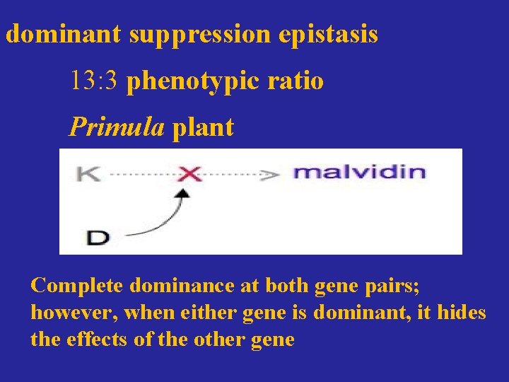 dominant suppression epistasis 13: 3 phenotypic ratio Primula plant Complete dominance at both gene