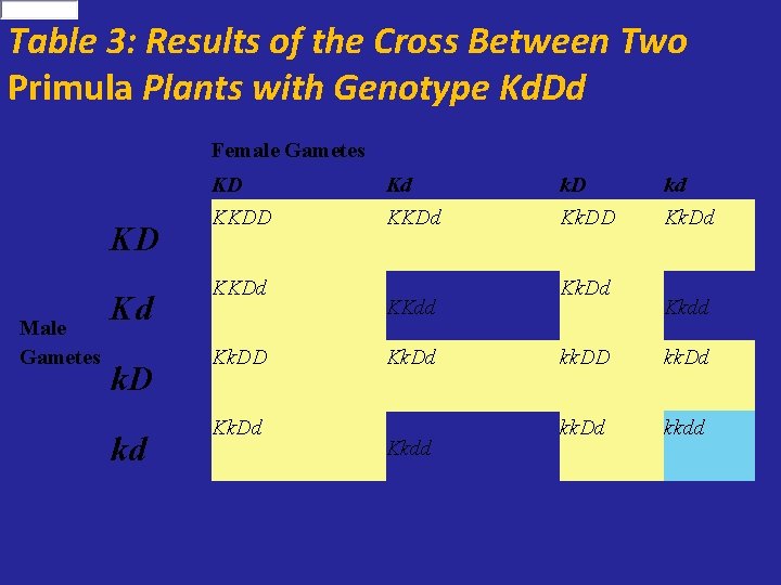 Table 3: Results of the Cross Between Two Primula Plants with Genotype Kd. Dd