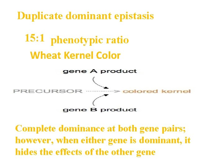 Duplicate dominant epistasis 15: 1 phenotypic ratio Wheat Kernel Color Complete dominance at both