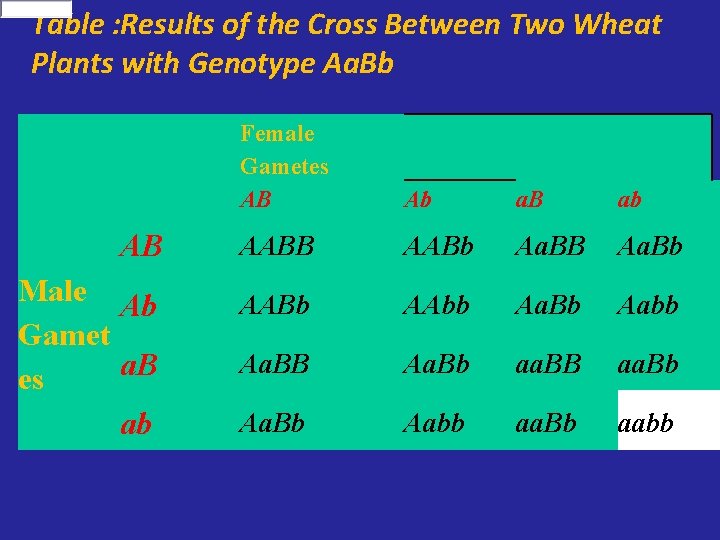 Table : Results of the Cross Between Two Wheat Plants with Genotype Aa. Bb