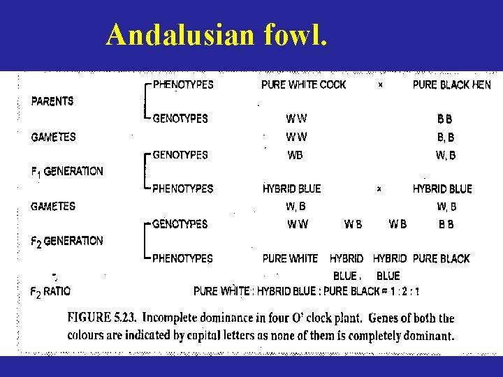 Andalusian fowl. 