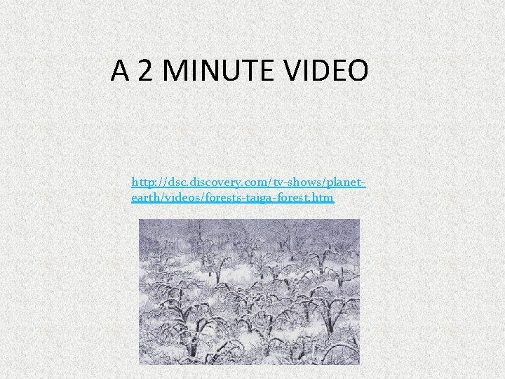 A 2 MINUTE VIDEO http: //dsc. discovery. com/tv-shows/planetearth/videos/forests-taiga-forest. htm 