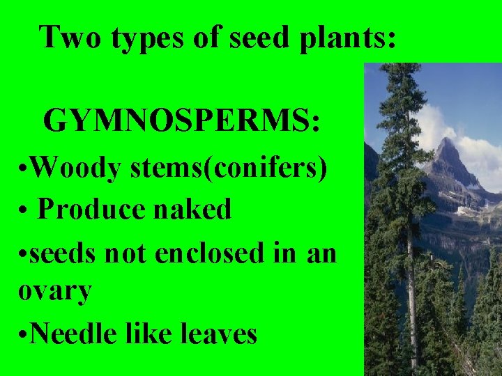 Two types of seed plants: GYMNOSPERMS: • Woody stems(conifers) • Produce naked • seeds