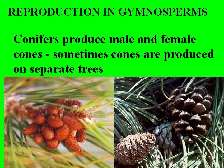 REPRODUCTION IN GYMNOSPERMS Conifers produce male and female cones - sometimes cones are produced