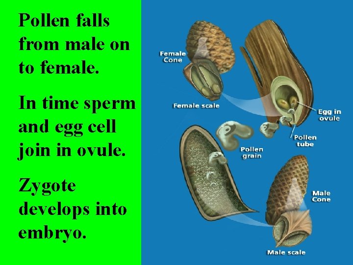 Pollen falls from male on to female. In time sperm and egg cell join