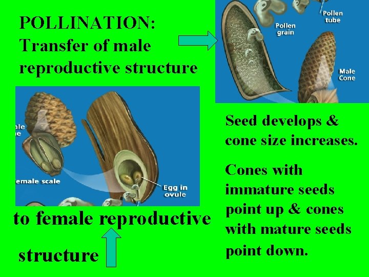 POLLINATION: Transfer of male reproductive structure Seed develops & cone size increases. to female